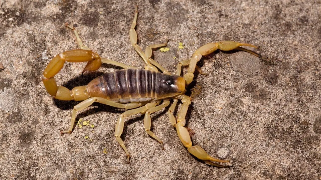 ¡El calor los despierta! aumenta la presencia de alacranes en México